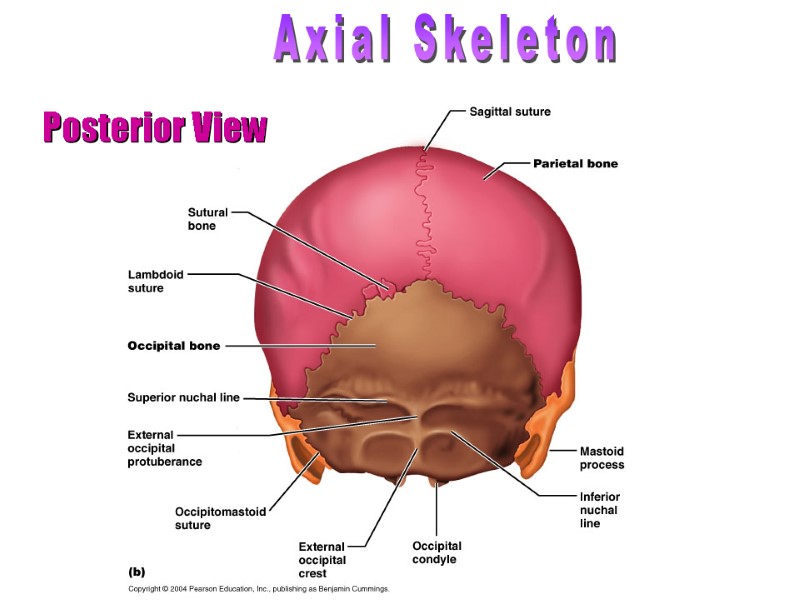 Posterior View Axial Skeleton